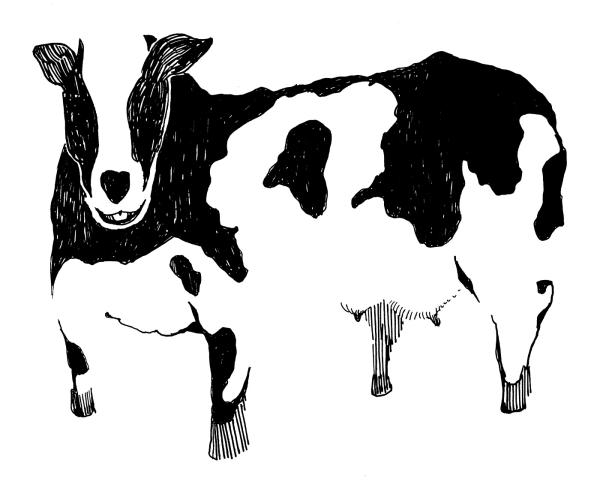 HOLSTEIN